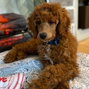 Meet your Posher, Jodi